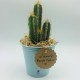 Pianta cactus con vaso