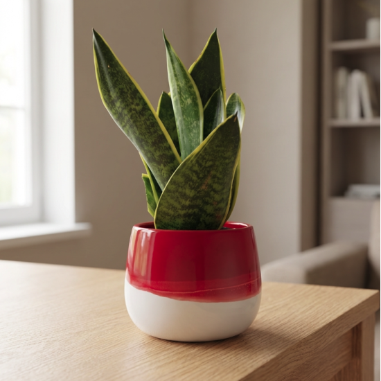 Vaso con Sansevieria