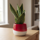 Vaso con Sansevieria
