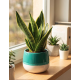 Vaso con Sansevieria