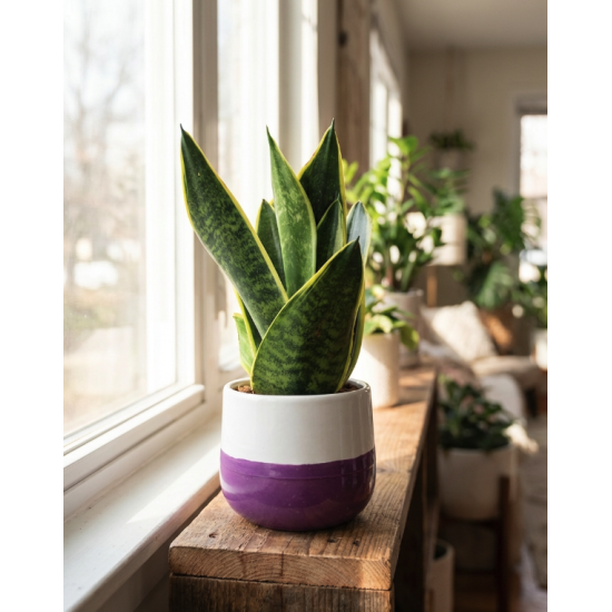 Vaso con Sansevieria