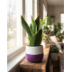 Vaso con Sansevieria