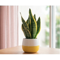 Vaso con Sansevieria