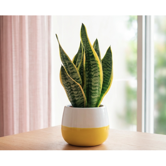Vaso con Sansevieria