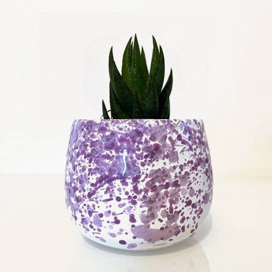 Pianta grassa vaso glicine Pianta grassa vaso glicine