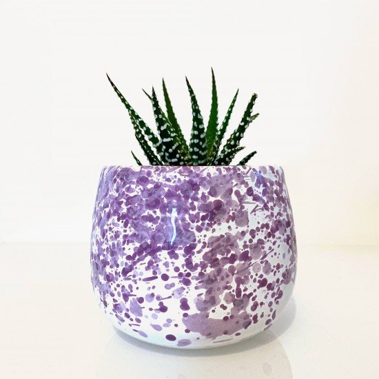 Pianta grassa vaso glicine Pianta grassa vaso glicine