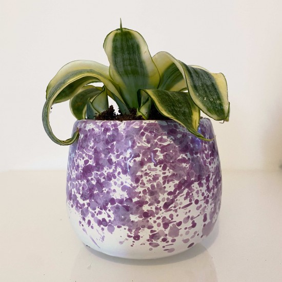 Pianta sanseveria glicine Pianta sanseveria glicine