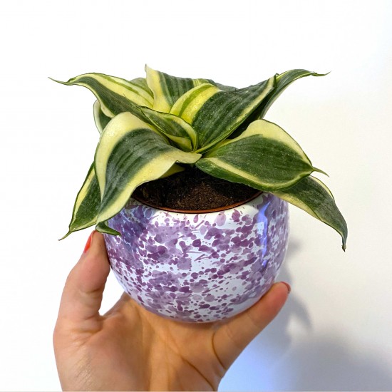 Pianta sanseveria glicine Pianta sanseveria glicine