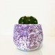 Pianta grassa vaso glicine Pianta grassa vaso glicine