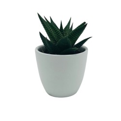 Vasetto con Piantina grassa