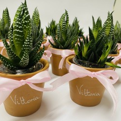 Vasetto con Piantina Vasetto con Piantina