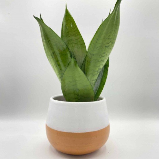 Sansevieria laurentii Sansevieria laurentii