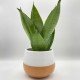 Sansevieria laurentii Sansevieria laurentii