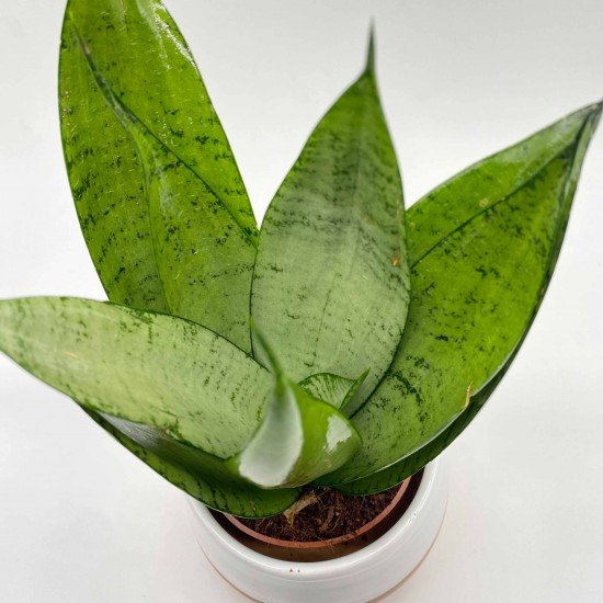 Sansevieria laurentii Sansevieria laurentii