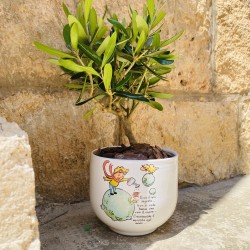 Bonsai Piccolo Principe Terra  Bonsai Piccolo Principe Terra