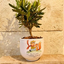 Bonsai Piccolo Principe Natura  Bonsai Piccolo Principe Natura