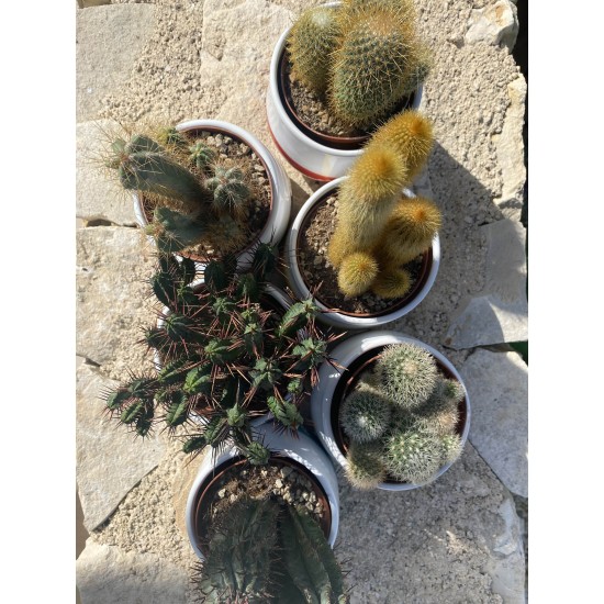 Pianta Cactus Pianta Cactus