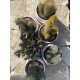 Pianta Cactus Pianta Cactus