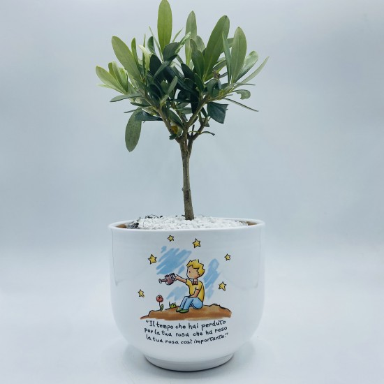 Bonsai Piccolo Principe Cielo 