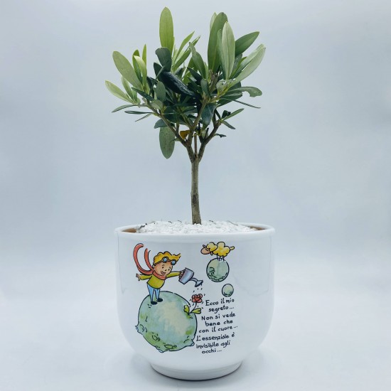 Bonsai Piccolo Principe Terra Bonsai Piccolo Principe Terra
