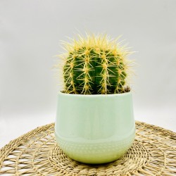 Vaso con cactus