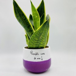 Vaso con Sansevieria Vaso con Sansevieria