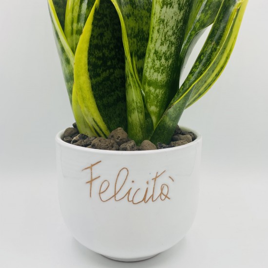 Vaso emozioni con Sansevieria