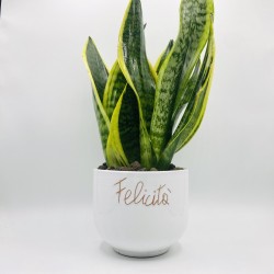 Vaso Inciso con Sansevieria Vaso Inciso con Sansevieria