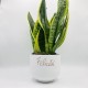 Vaso emozioni con Sansevieria