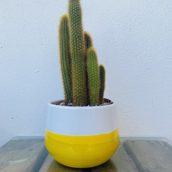 Pianta Cactus