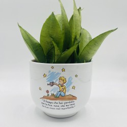 Vaso Piccolo Principe Cielo con Sansevieria Vaso Piccolo Principe Cielo con Sansevieria