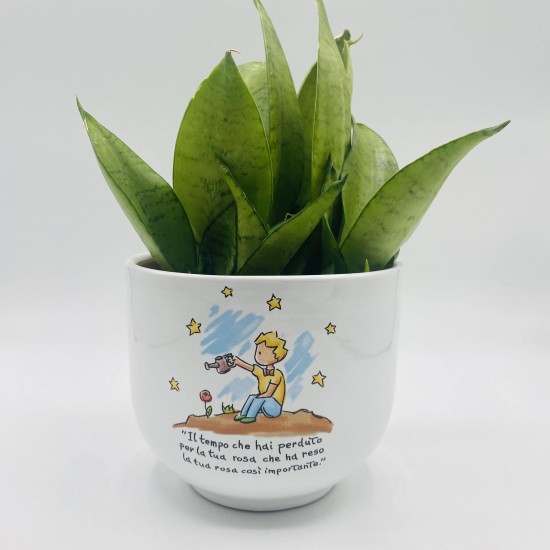 Vaso Piccolo Principe Cielo con Sansevieria