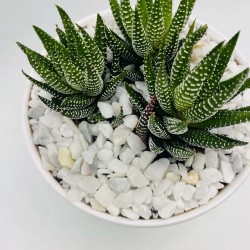 Vaso Piccolo Principe Natura con Piantine Vaso Piccolo Principe Natura con Piantine