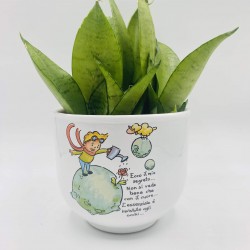 Vaso Piccolo Principe Terra con Sansevieria Vaso Piccolo Principe Terra con Sansevieria