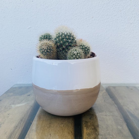 Pianta Cactus