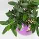 Bonsai di ulivo Bonsai di ulivo