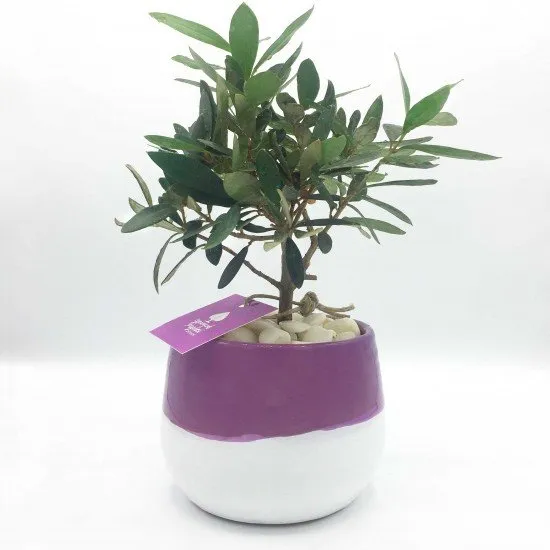 Bonsai di ulivo Bonsai di ulivo