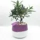 Bonsai di ulivo Bonsai di ulivo