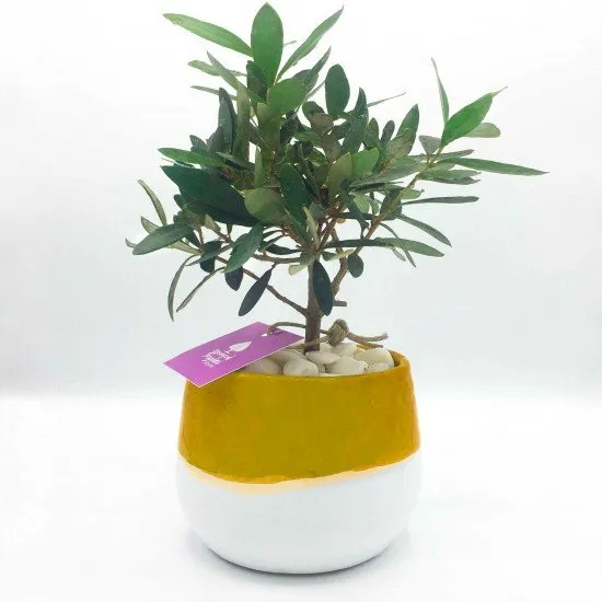 Bonsai di ulivo Bonsai di ulivo