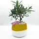 Bonsai di ulivo Bonsai di ulivo