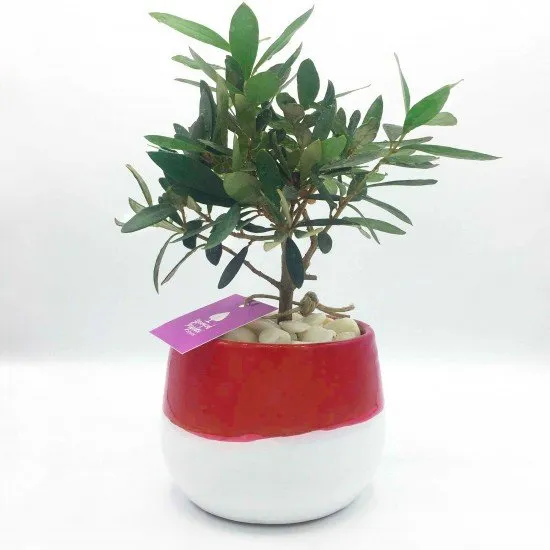 Bonsai di ulivo Bonsai di ulivo