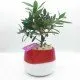 Bonsai di ulivo Bonsai di ulivo