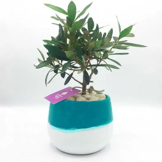 Bonsai di ulivo Bonsai di ulivo
