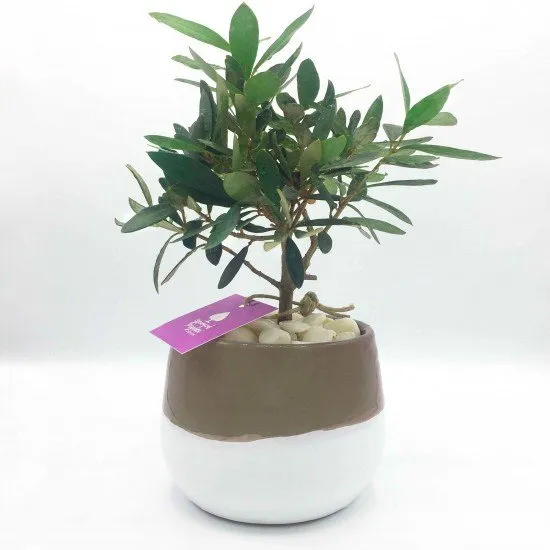 Bonsai di ulivo Bonsai di ulivo