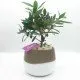 Bonsai di ulivo Bonsai di ulivo