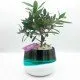 Bonsai di ulivo Bonsai di ulivo