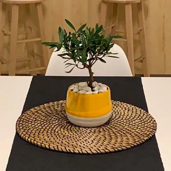 Bonsai di ulivo Bonsai di ulivo