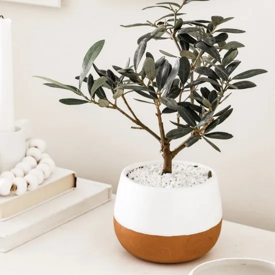 Bonsai di ulivo Bonsai di ulivo
