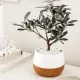 Bonsai di ulivo Bonsai di ulivo
