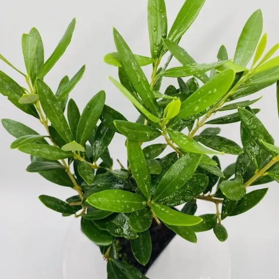 Bonsai Piccolo Principe Terra Bonsai Piccolo Principe Terra